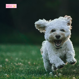 Test Dog Product